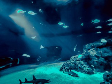 Balık yosunlarının güzel sualtı dünyası