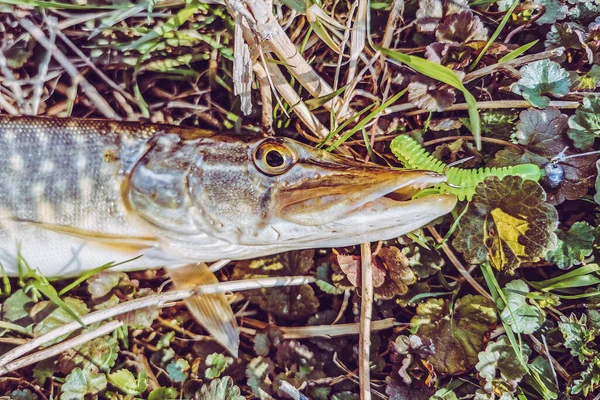 Pêche Repos Rural Contexte Sur Thème Des Loisirs — Photo