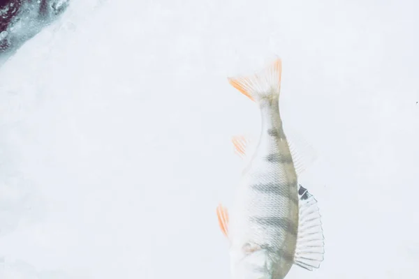 Winter Eisfischen Hintergrund — Stockfoto