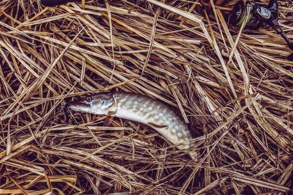 Pesca Esporte Recreação Fundo — Fotografia de Stock