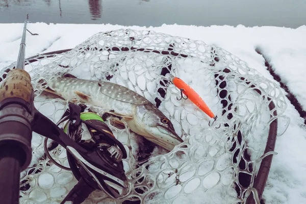 Gäddfiske Sjön Fritidsfiske — Stockfoto