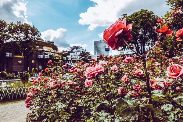 Gyönyörű Park Kert Koppenhágában Vonzás — Stock Fotó