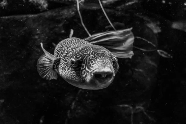 Belo Mundo Subaquático Mar Algas Peixe — Fotografia de Stock