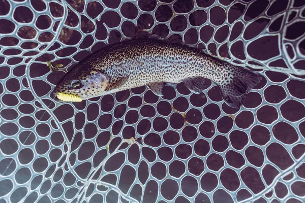 湖でのマス釣り — ストック写真