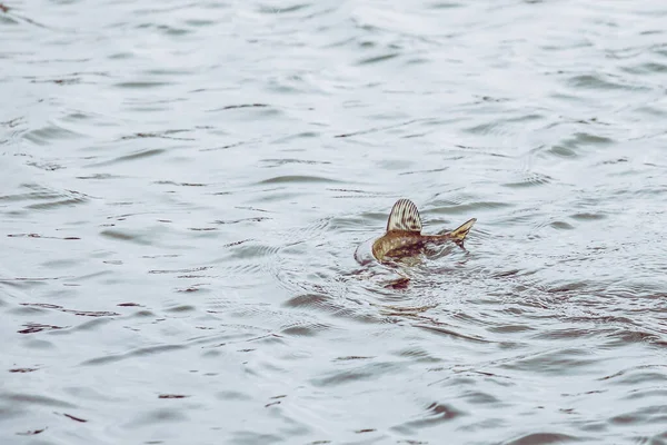 Pike Horgászik Tavon Halászati Szabadidő — Stock Fotó