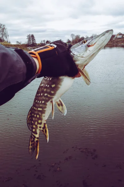 Pesca Del Luccio Sul Lago — Foto Stock