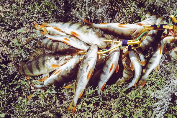 Pesca Lucio Lago Recreo Pesca — Foto de Stock