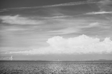 Balık yosunlarının güzel sualtı dünyası