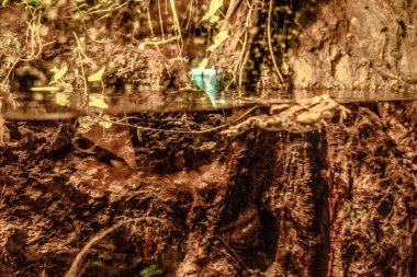 Balık yosunlarının güzel sualtı dünyası