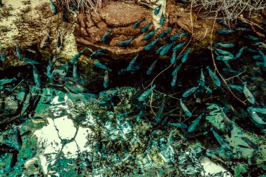 Balık yosunlarının güzel sualtı dünyası