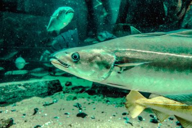 Balık yosunlarının güzel sualtı dünyası