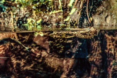 Balık yosunlarının güzel sualtı dünyası