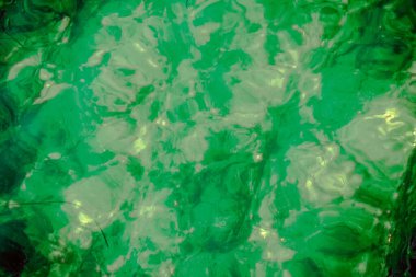 Balık yosunlarının güzel sualtı dünyası