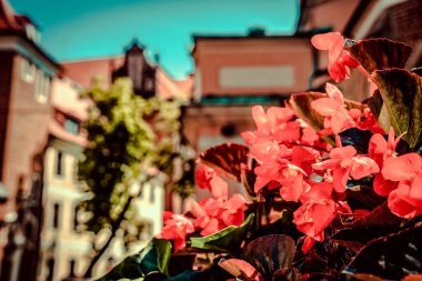 Eski Polonya şehrinin mimarisi. Pençe
