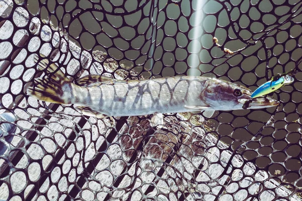 湖でパイク釣り 釣りのレクリエーション — ストック写真