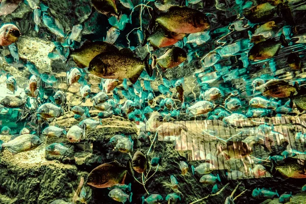 Όμορφος Υποβρύχιος Κόσμος Από Φύκια Ψαριών — Φωτογραφία Αρχείου