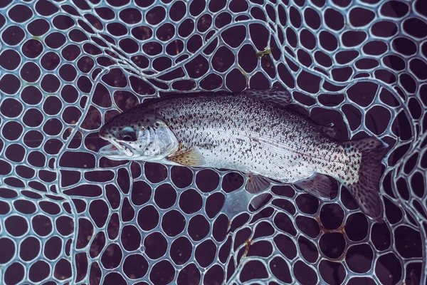 湖でのマス釣り — ストック写真