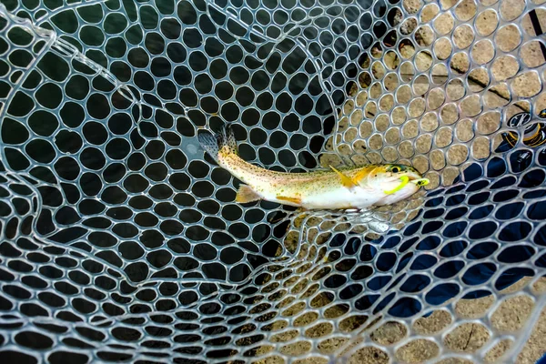 Pêche Truite Sur Lac Pêche Sportive Activités Plein Air — Photo