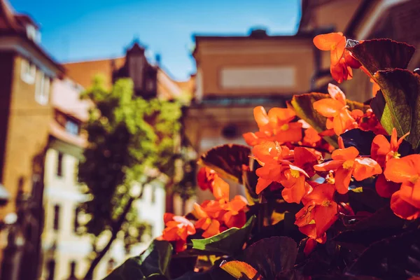 Arkitekturen Den Gamla Polska Staden Rödklöver — Stockfoto