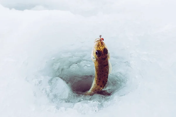 Winter Ijsvissen Achtergrond — Stockfoto