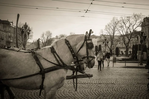 Wspaniała Zima Architektura Ulice Lwowa — Zdjęcie stockowe