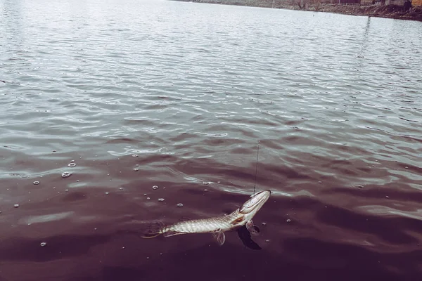 湖上的琵琶鱼 — 图库照片