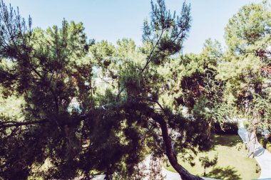 Güzel tatil beldesi. Yeşil ve çiçekler