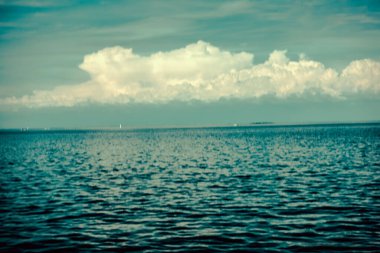 Balık yosunlarının güzel sualtı dünyası