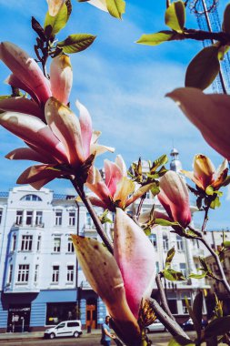 Güzel açan bahar çiçekleri arka planda