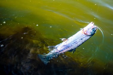 Gölde alabalık avı, spor balıkçılığı ve açık hava aktiviteleri