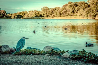 Göl kıyısındaki kuşlar