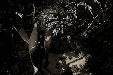 Balık yosunlarının güzel sualtı dünyası