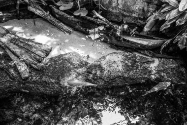 Balık yosunlarının güzel sualtı dünyası