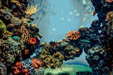 Balık yosunlarının güzel sualtı dünyası