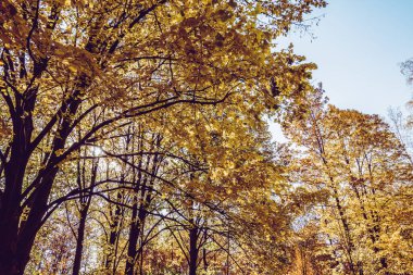 Güzel bir tarihi parkta muhteşem bir sonbahar.