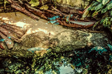 Balık yosunlarının güzel sualtı dünyası