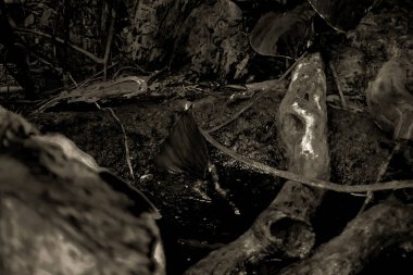 Balık yosunlarının güzel sualtı dünyası