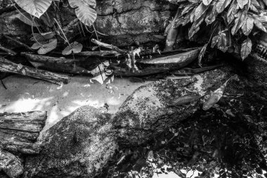 Balık yosunlarının güzel sualtı dünyası