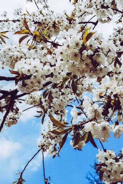 Hermosa Floración Flores Primavera Fondo — Foto de Stock