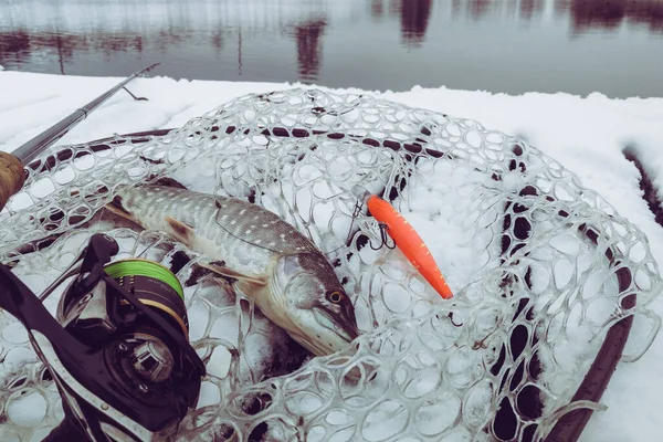 Pêche Brochet Sur Lac Loisirs Pêche — Photo