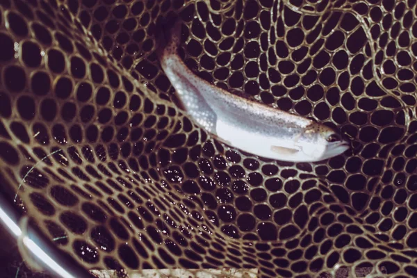 Gölde Alabalık Avı Balık Tutma Dinlenme — Stok fotoğraf