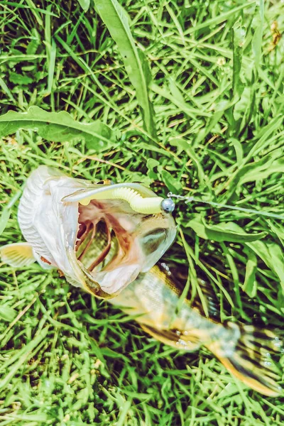 Pesca Descanso Rural Antecedentes Sobre Tema Recreação — Fotografia de Stock