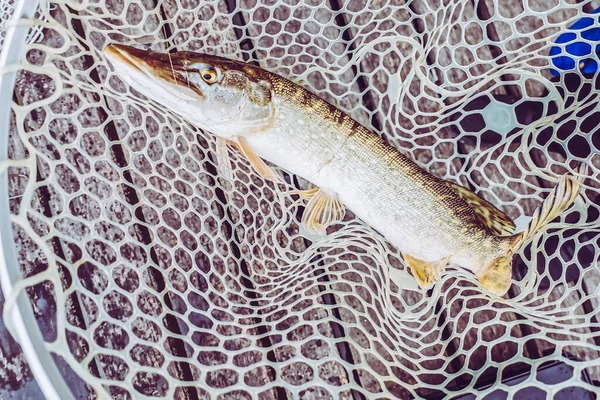 Pesca Descanso Rural Antecedentes Sobre Tema Recreação — Fotografia de Stock