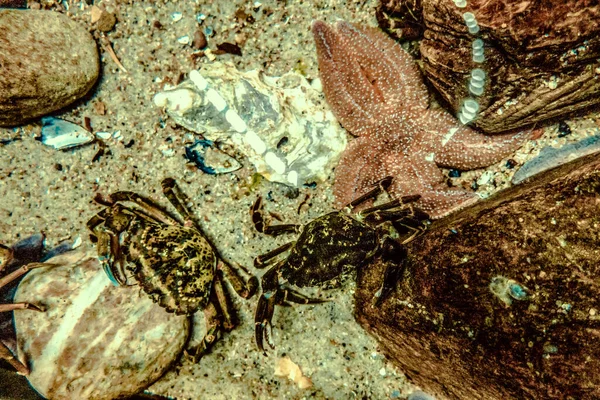 Prachtige Onderwater Wereld Van Vis Zeewier Zee — Stockfoto