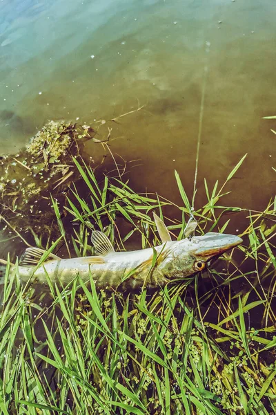 Pesca Riposo Campagna Contesto Sul Tema Della Ricreazione — Foto Stock