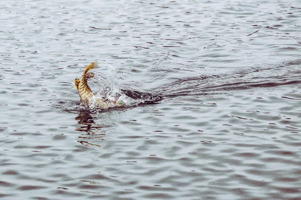 Pesca Del Luccio Sul Lago Attività Ricreative Pesca — Foto Stock