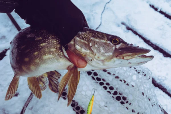 Pêche Brochet Sur Lac Loisirs Pêche — Photo