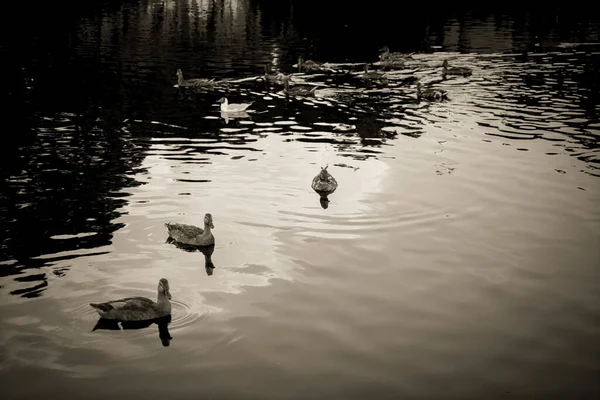 Beautiful City Pond Copenhagen — Stock Photo, Image