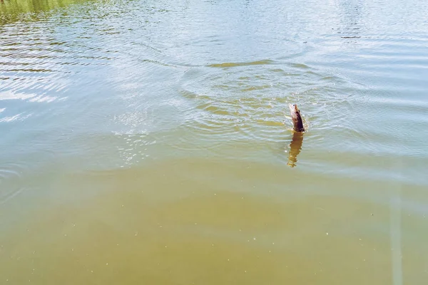 Pesca Lago Natureza Recreação Fundo — Fotografia de Stock