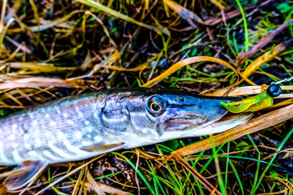 Hechtangeln See Sportfischen Und Outdoor Aktivitäten — Stockfoto